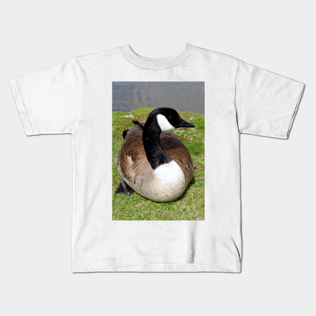 Canada Goose Canadian Geese Wild Bird Kids T-Shirt by AndyEvansPhotos